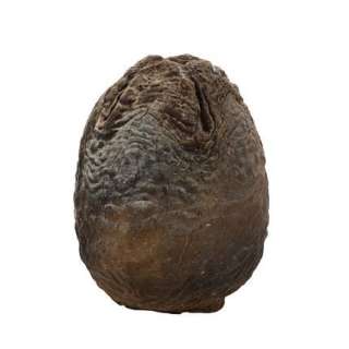 ALIENS (1986) - Lot #12 : Full-size Xenomorph Egg