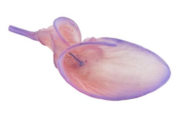 JUNGLE CRUISE (2021) - Lot #853 : Tree of Life Flower