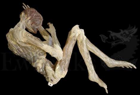 † Cocoon (1985) Life size Anterean Alien. One of the two life size Anterean Aliens discovered within | Ewbank’s