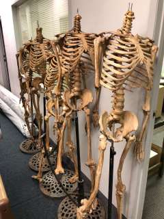 Group of 5 headless skeletons on stands from the popular sci-fi tv series (some limbs may be missing | Direct Liquidation