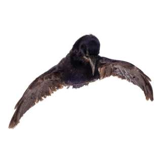 THE LONE RANGER (2013) - Lot 1366 - Tonto‘s (Johnny Depp) Crow Headdress