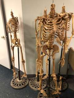 Group of 4 headless skeletons on stands from the popular sci-fi tv series (some limbs may be missing | Direct Liquidation