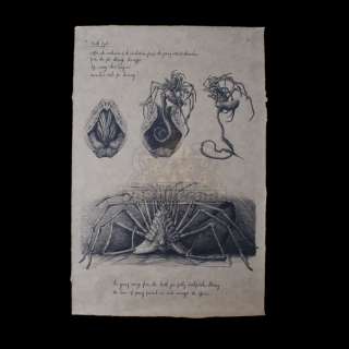 Alien: Covenant – David’s (Michael Fassbender) Prop “Facehugger” Birth Drawing – A466 | Icons of Pop Culture