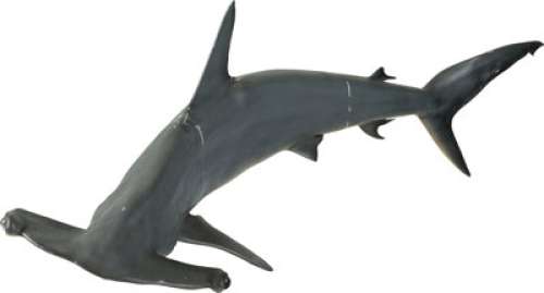 Joe Versus the Volcano (Warner Bros., 1990), Replica Hammerhead Shark Display Model.