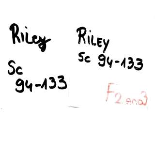 Hellraiser Riley Odessa A’zion Screen Worn Stage 2 & 3 Short Sleeve Shirt, Zip-Front Pants, Belt, Bracelet Set, Ring & Lace-Up Shoes Ch 7 Sc 94-133 | VIP Fan Auctions