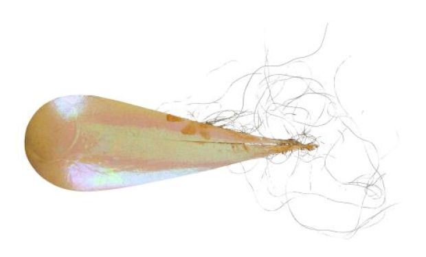 THE NEVERENDING STORY (1984) - Lot #966 : Falkor the Luckdragon‘s (Alan Oppenheimer) Scale