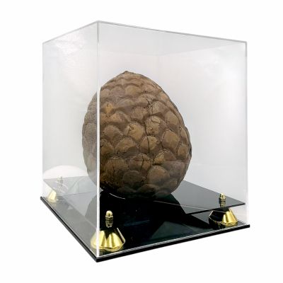 Lot 98: The Lost World (1960) Production Used Giant Acorn Prop W/ Display Case | VIP Fan Auctions