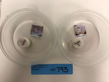 Evil Freddy Contact Lenses | Direct Liquidation