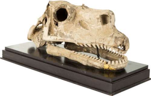 Bringing Up Baby (RKO, 1938), Cary Grant "Dr. David Huxley" Brontosaurus Skull.