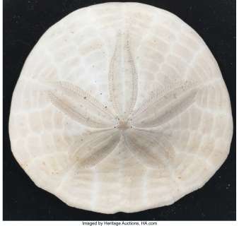 "Belle" magic message sand dollar carried by "Ariel" from "Rumplestiltskin" in Once Upon a Time Season 3....