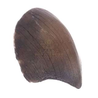 Jurassic Park - Triceratops Beak – V377 | Icons of Pop Culture