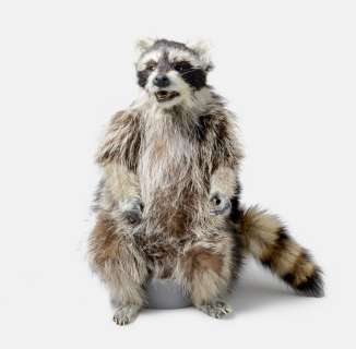 Everything Everywhere All At Once - Raccacoonie