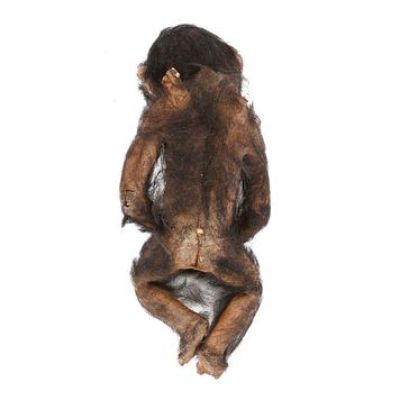 Greystoke: the Legend of Tarzan, Lord of the Apes | Baby Chimp "Lucy" | Propstore (Buy Now)