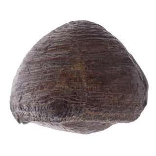 Jurassic Park - Triceratops Toenail – V401 | Icons of Pop Culture