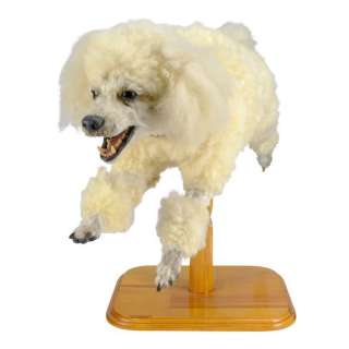 INTERVIEW WITH THE VAMPIRE (1994) - Lot #688 : Animatronic Poodle Puppet Prototype