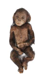 GREYSTOKE: THE LEGEND OF TARZAN, LORD OF THE APES - Baby Chimp "Lucy"