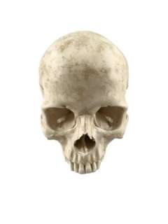 Django Unchained Calvin Candie (Leonardo DiCaprio) Screen Used Skull Movie Props | Premiere Props