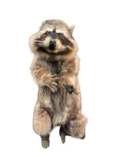 Dr. Doolittle Animatronic Life Size Racoon TV/Movie Props | Premiere Props