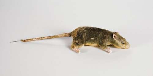 Lot 1137 - Burnt Claudia, Madeleine Interview w/ the Vampire