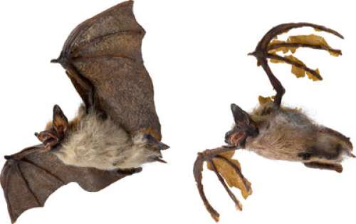 Batman Returns (Warner Bros., 1992), Bats. (Total: 2 Items)