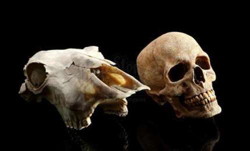 Unknown Production | Cow and Human Skulls | Propstore