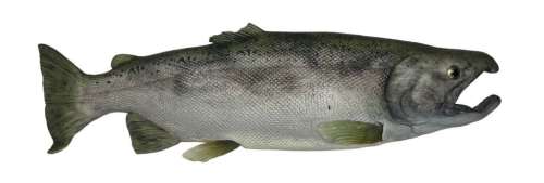 Lot 315 - The Three Stooges (2012) - Prop Salmon Fish
