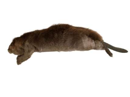 Life Size SFX Beaver Water Version Puppet Movie Props | Premiere Props