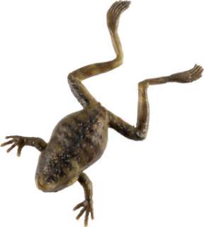 The Mandalorian (Lucasfilm 2019-), "Grogu" Frog Prop. | Heritage