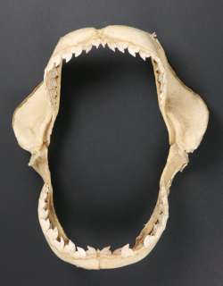 Lot 882 - Shark jaws from Quint‘s Shack in Jaws