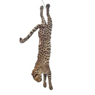 Lot #84 - Legends of the Fall, 1994