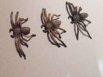 Lot of 3 Screen Used Baby Bob Spiders from "Arachnophobia" | Piece of the Past