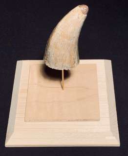 Jurassic Park (1993) - Dinosaur Tooth Display | Hanlin Auction Service