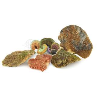 Annihilation | 10 Mutant Fungi Growths | Propstore