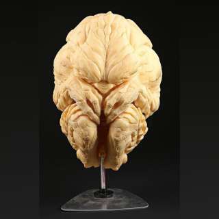 Gremlins 2: the New Batch (1990) | Curled Gremlin | Propstore