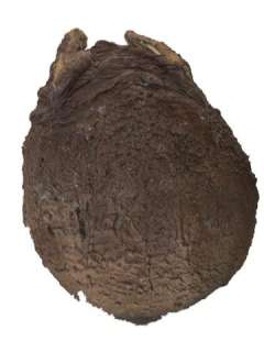 Alien vs. Predator ADI Alien Egg Movie Props | Premiere Props