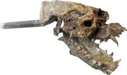 Fright Night (Columbia, 1985), Chris Sarandon "Jerry Dandrige" Burning Vampire Skull Puppet.