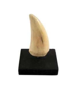 Jurassic Park T-Rex Tooth Movie Props | Premiere Props