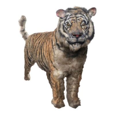 Jungle Book, the (1994) | Lot 341 : Shere Kahn (Bombay) Stand-In Tiger | Propstore