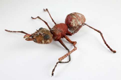 Honey, I Shrunk the Kids. (1989) Animatronic maquette of a giant ant constructed of resin over metal | Ewbank’s