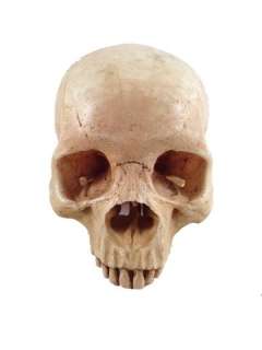 Django Calvin (Leonardo DiCaprio) Skull Movie Props | Premiere Props