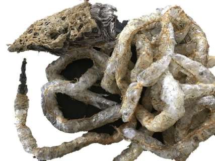 Alien vs. Predator Alien Cocoon Movie Props | Premiere Props