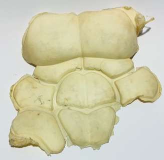 Lot 168 - Mad Max: Fury Road (2015) - Immortan Joe (Hugh Keays-Byrne) Test Chest Armor