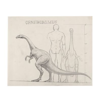 THE VALLEY OF GWANGI (1969) - Lot #699 : Hand-drawn Ray Harryhausen Ornithomimus Scale Comparison Drawing