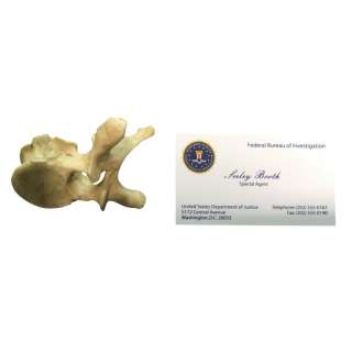 Lot 230 - Booth (David Boreanaz) FBI Card and Vertebrae Bone - Bones (TV Series 2005-2017)