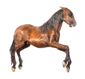 A life-size prop horse used in the film, Gladiator (2000) | Smith&Singer