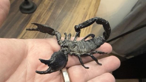 The Mummy Returns screen used Prop scorpion Movie!