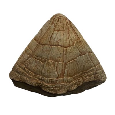 Jurassic Park | Jurassic Park (1994) – Triceratops Crown Spike | HeroProp