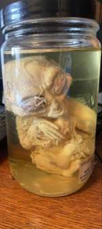Baby Alien in a jar as seen on the History Channel’s Cajun Pawn Stars Episode #1 | eBay US (Buy It Now)