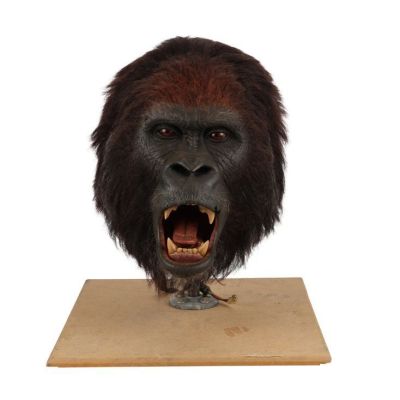 GORILLAS IN THE MIST (1988) - Lot #182 : Rick Baker-Made Animatronic Hero Gorilla Head