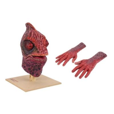 DOCTOR WHO (TV SERIES, 2023-2025) - Lot #296 : Interstellar Song Contest Chameleon Creature Mask and Hand Appliances